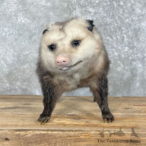 taxidermy opossum